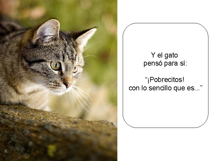 Y el gato pensó para sí: “¡Pobrecitos! con lo sencillo que es. . .