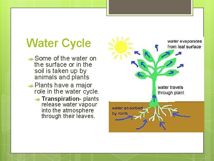 Water Cycle Some of the water on the surface or in the soil is