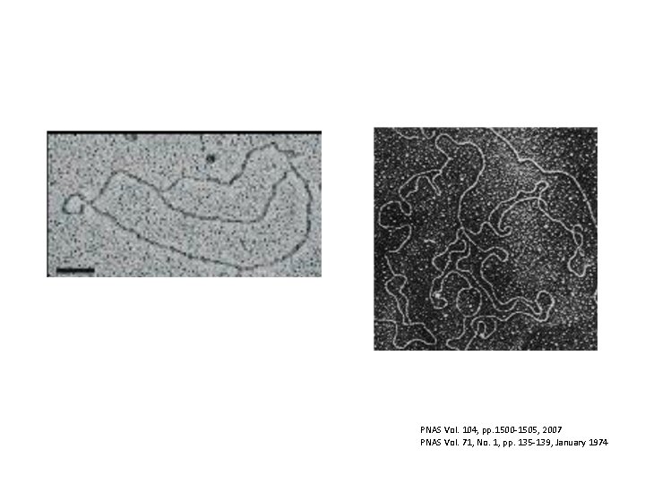 PNAS Vol. 104, pp. 1500 -1505, 2007 PNAS Vol. 71, No. 1, pp. 135