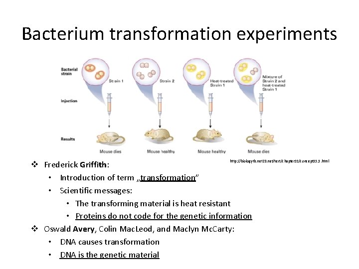 Bacterium transformation experiments http: //biologytb. net 23. net/text/chapter 11/concept 11. 1. html v Frederick