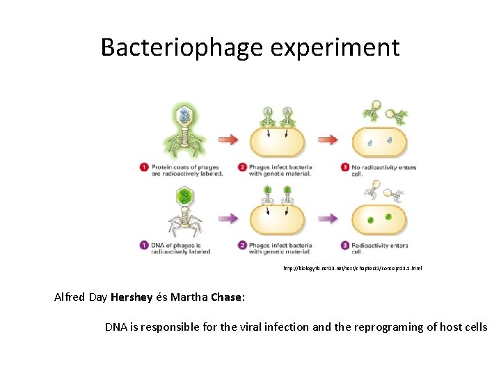 Bacteriophage experiment http: //biologytb. net 23. net/text/chapter 11/concept 11. 1. html Alfred Day Hershey