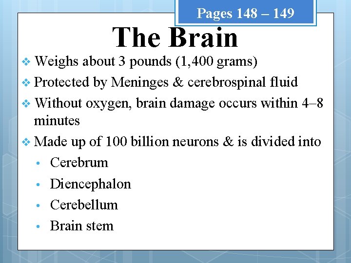Pages 148 – 149 v Weighs The Brain about 3 pounds (1, 400 grams)