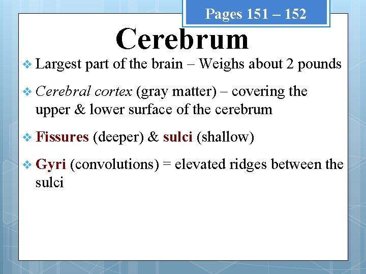 Pages 151 – 152 v Largest Cerebrum part of the brain – Weighs about