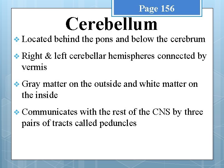 Page 156 v Located Cerebellum behind the pons and below the cerebrum v Right