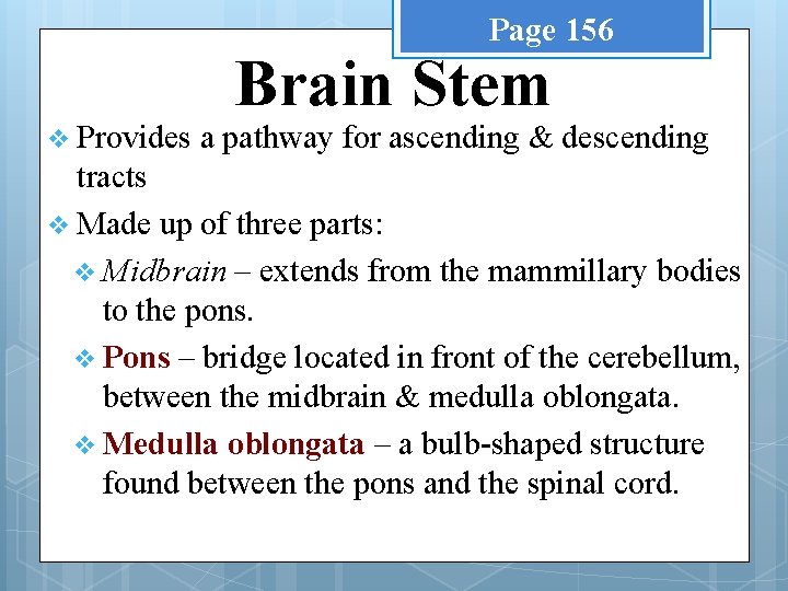 Page 156 v Provides Brain Stem a pathway for ascending & descending tracts v