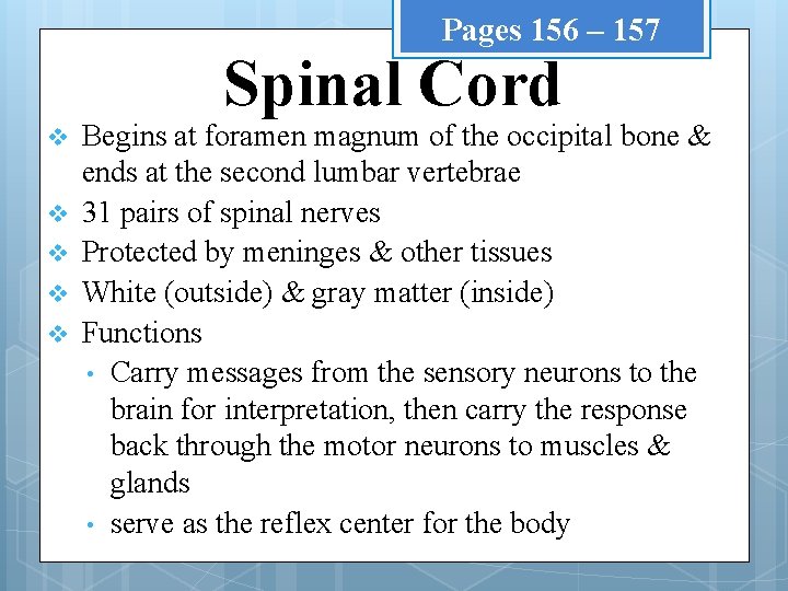 Pages 156 – 157 Spinal Cord v v v Begins at foramen magnum of