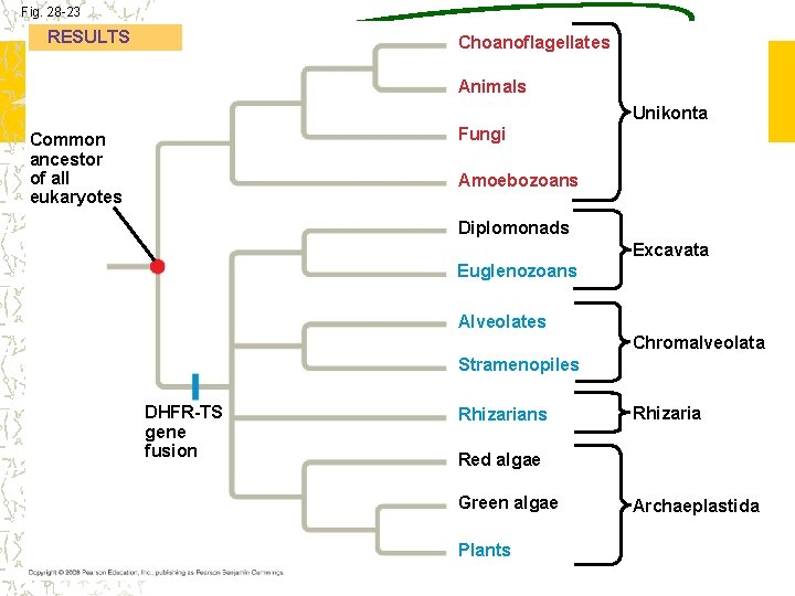 Fig. 28 -23 RESULTS Choanoflagellates Animals Unikonta Fungi Common ancestor of all eukaryotes Amoebozoans
