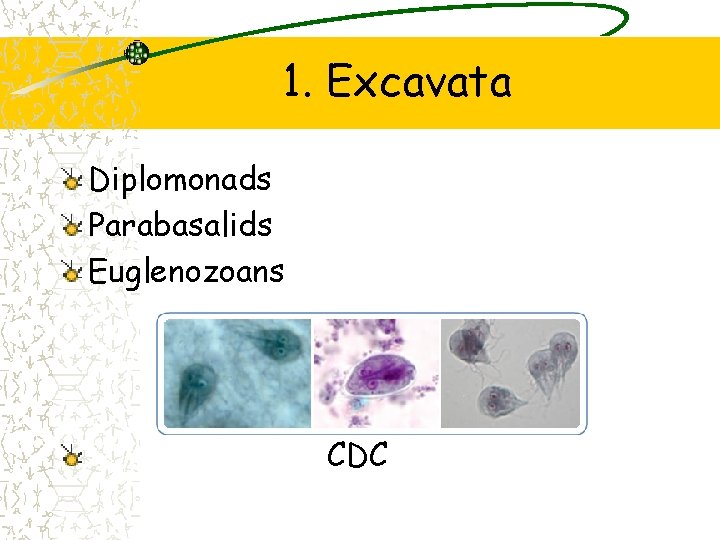 1. Excavata Diplomonads Parabasalids Euglenozoans CDC 