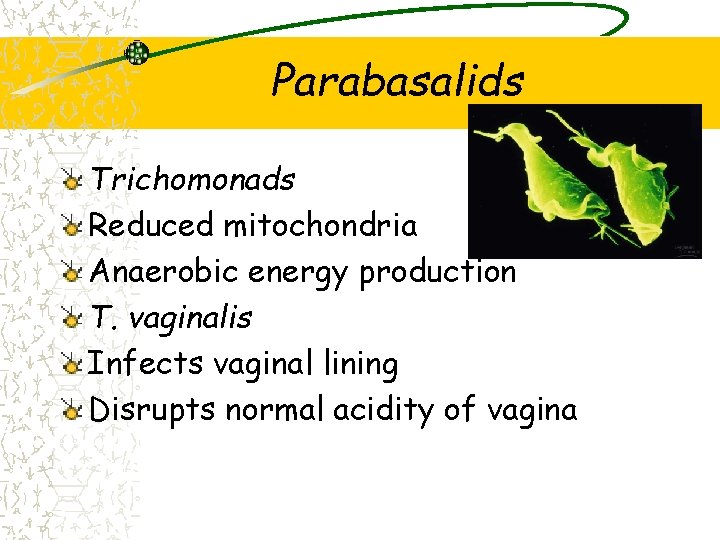 Parabasalids Trichomonads Reduced mitochondria Anaerobic energy production T. vaginalis Infects vaginal lining Disrupts normal