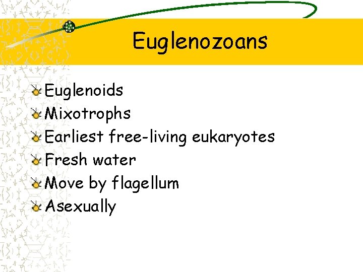 Euglenozoans Euglenoids Mixotrophs Earliest free-living eukaryotes Fresh water Move by flagellum Asexually 