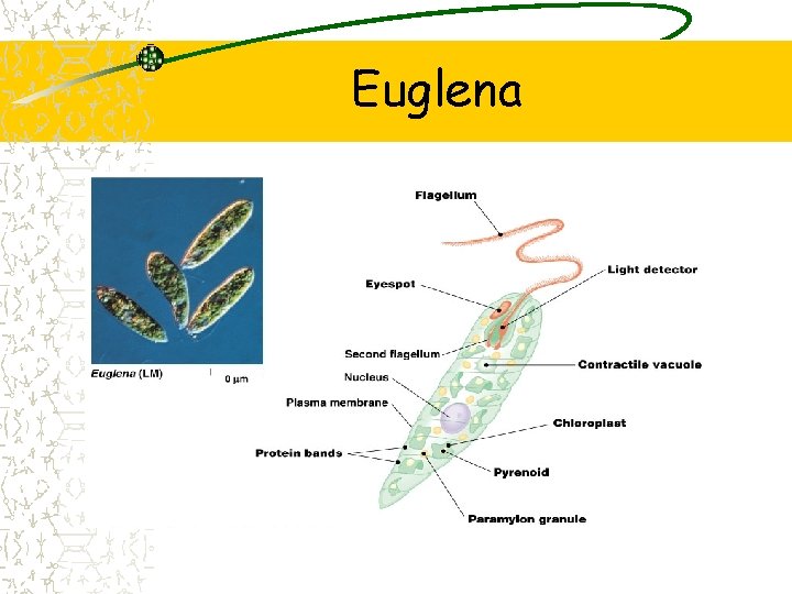 Euglena 