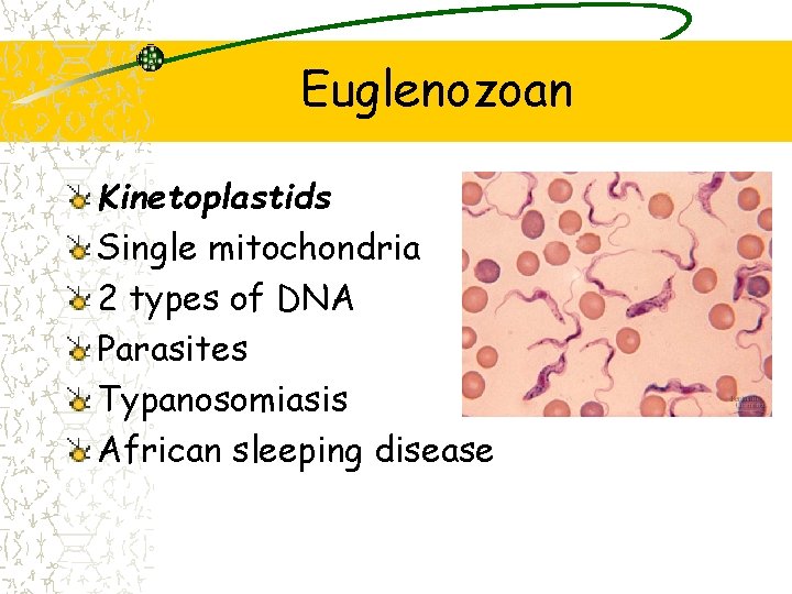 Euglenozoan Kinetoplastids Single mitochondria 2 types of DNA Parasites Typanosomiasis African sleeping disease 