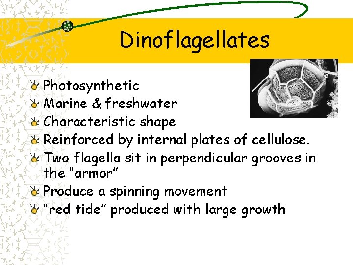 Dinoflagellates Photosynthetic Marine & freshwater Characteristic shape Reinforced by internal plates of cellulose. Two