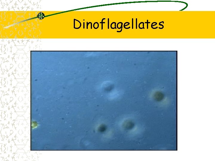 Dinoflagellates 