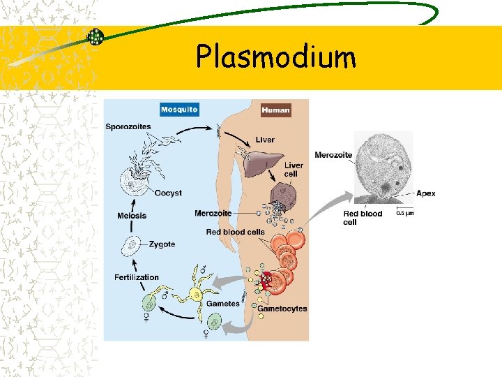 Plasmodium 