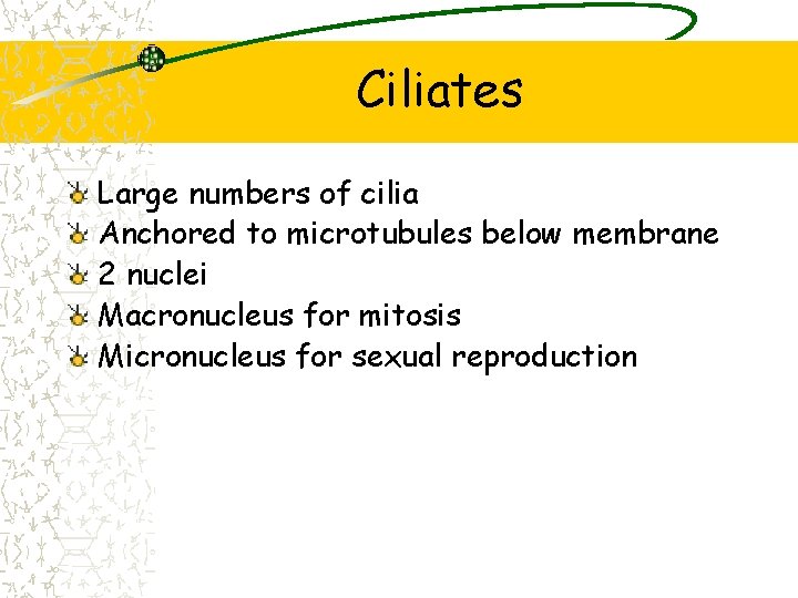 Ciliates Large numbers of cilia Anchored to microtubules below membrane 2 nuclei Macronucleus for