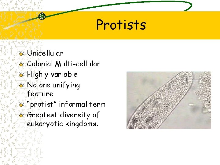 Protists Unicellular Colonial Multi-cellular Highly variable No one unifying feature “protist” informal term Greatest