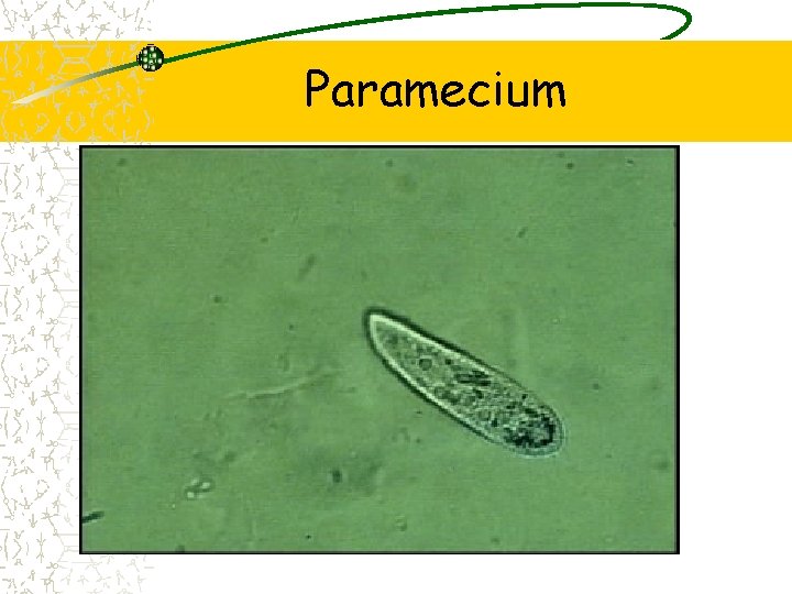 Paramecium 