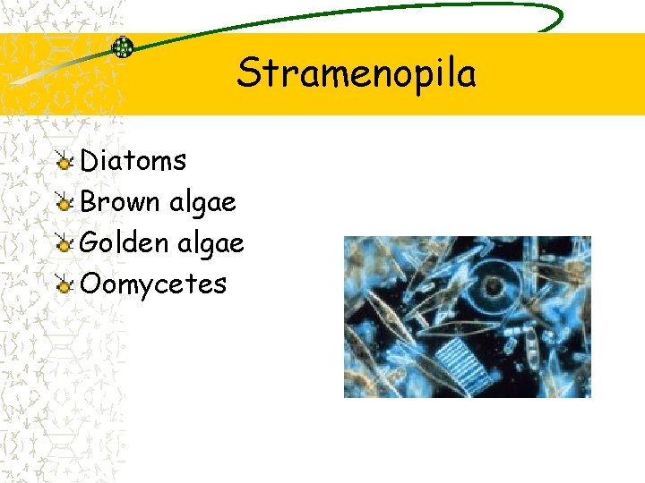 Stramenopila Diatoms Brown algae Golden algae Oomycetes 