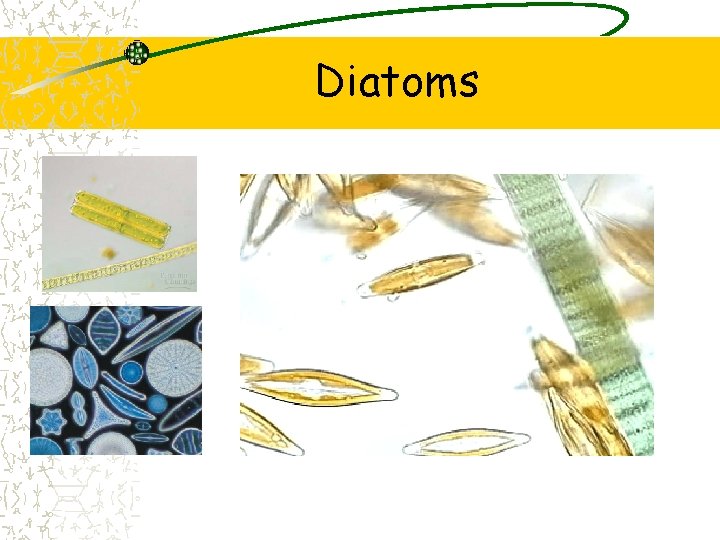 Diatoms 