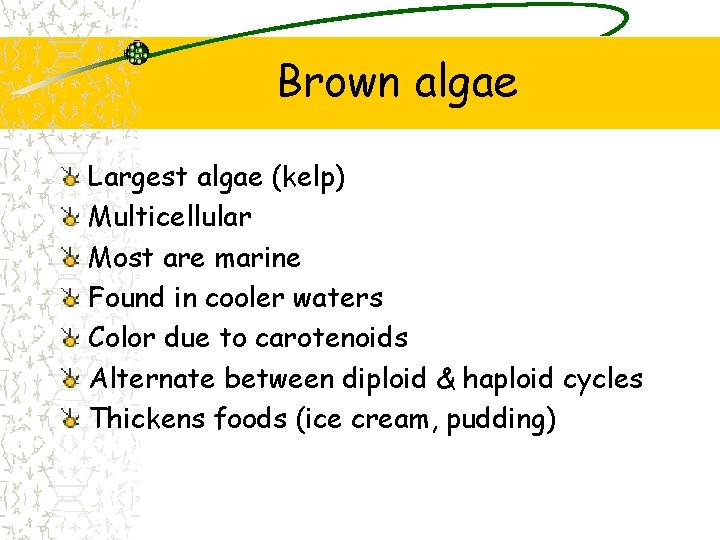 Brown algae Largest algae (kelp) Multicellular Most are marine Found in cooler waters Color