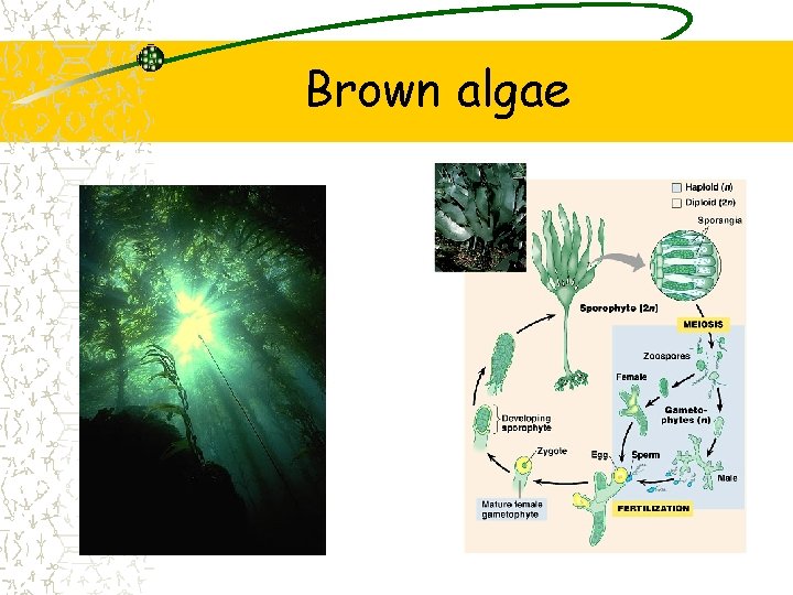 Brown algae 