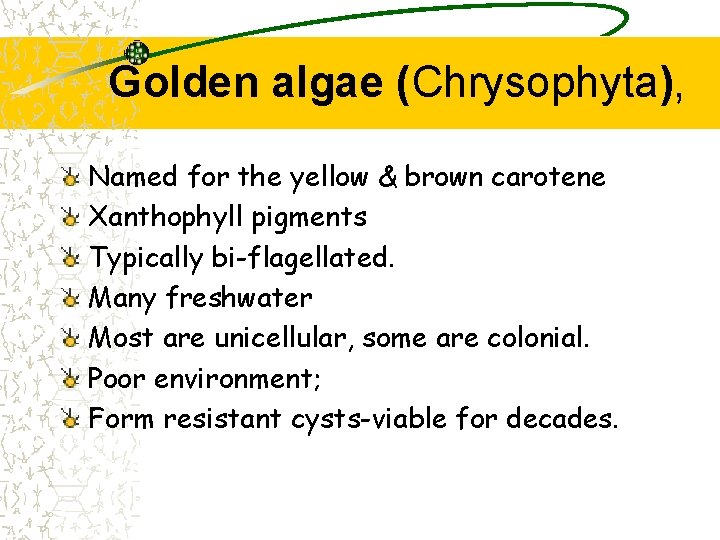 Golden algae (Chrysophyta), Named for the yellow & brown carotene Xanthophyll pigments Typically bi-flagellated.