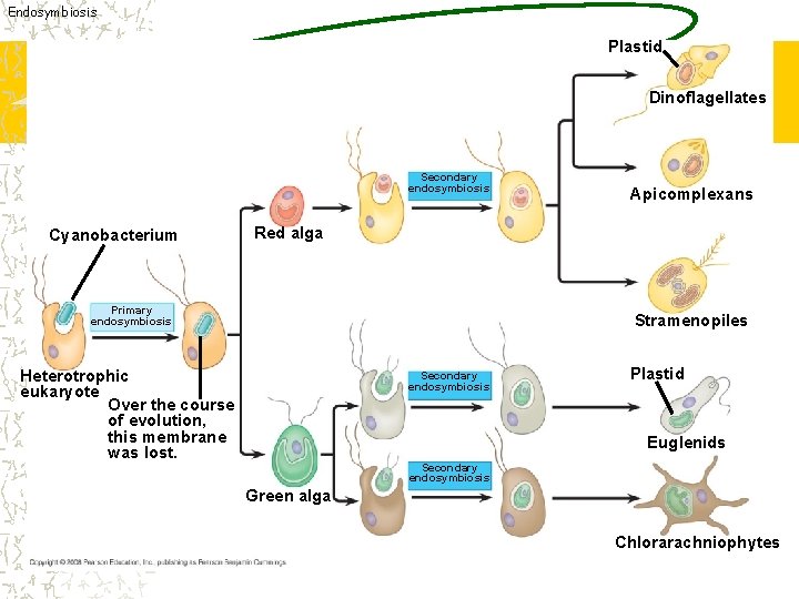 Endosymbiosis Plastid Dinoflagellates Secondary endosymbiosis Cyanobacterium Apicomplexans Red alga Primary endosymbiosis Stramenopiles Heterotrophic eukaryote