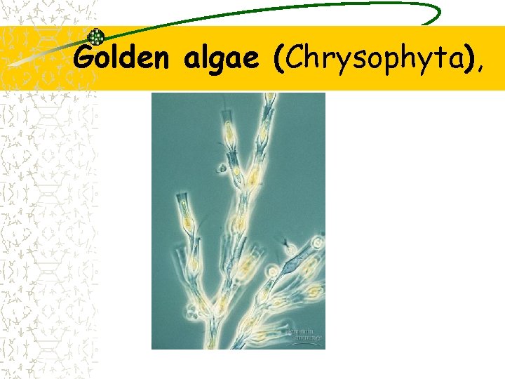 Golden algae (Chrysophyta), 