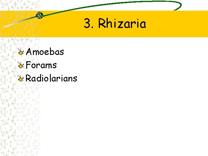 3. Rhizaria Amoebas Forams Radiolarians 