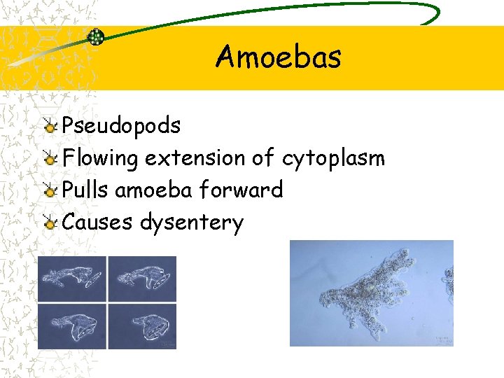 Amoebas Pseudopods Flowing extension of cytoplasm Pulls amoeba forward Causes dysentery 