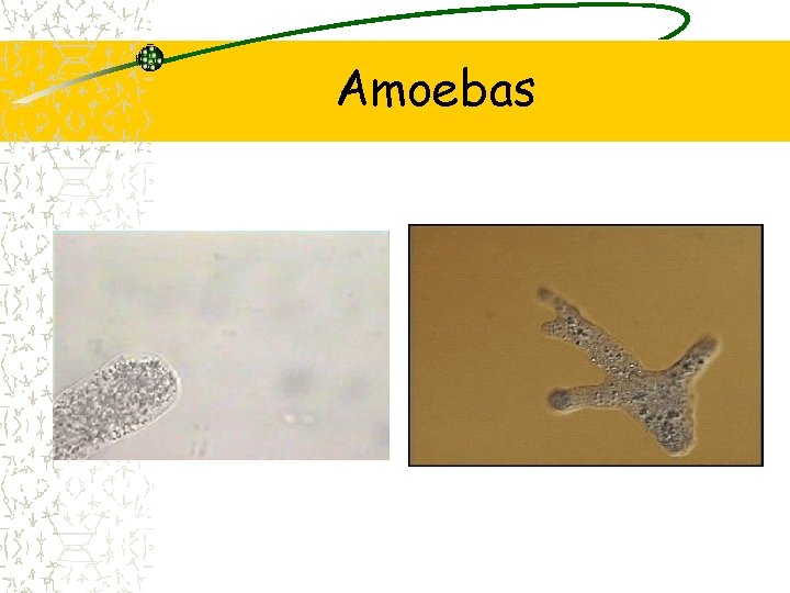 Amoebas 