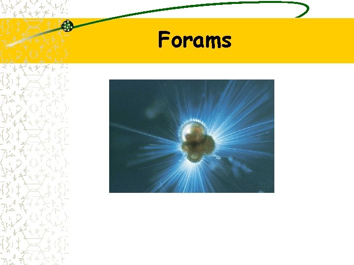 Forams 