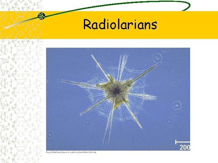 Radiolarians 200 µm 