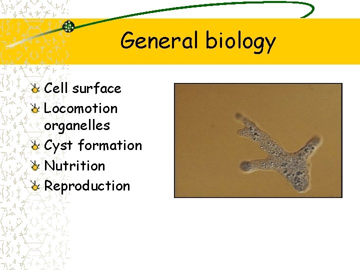 General biology Cell surface Locomotion organelles Cyst formation Nutrition Reproduction 