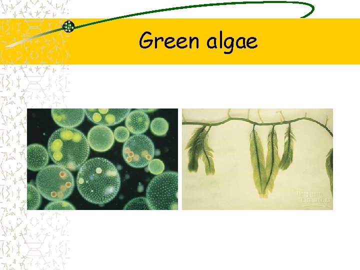 Green algae 