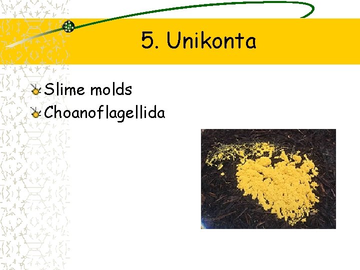 5. Unikonta Slime molds Choanoflagellida 