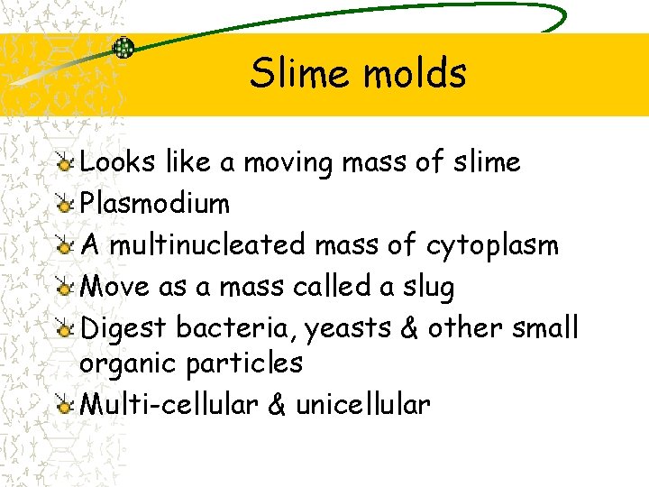 Slime molds Looks like a moving mass of slime Plasmodium A multinucleated mass of