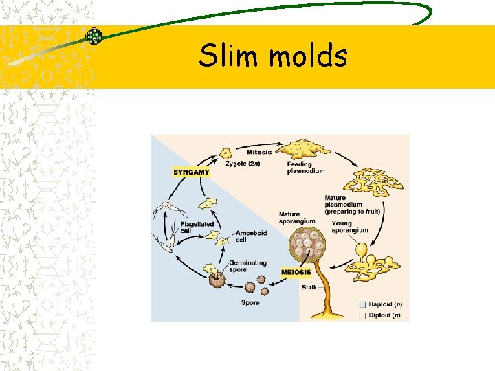 Slim molds 