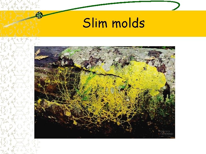 Slim molds 