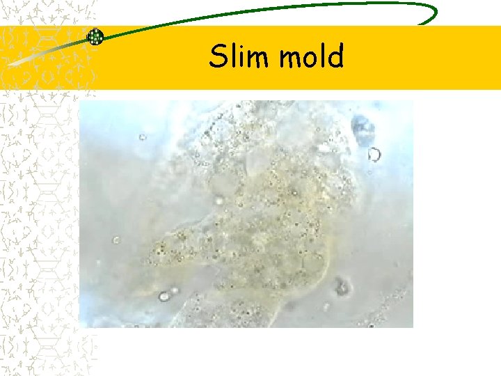 Slim mold 