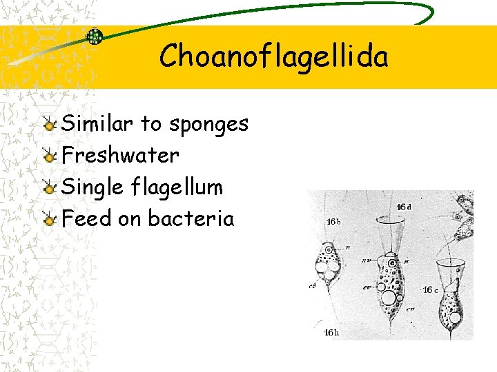 Choanoflagellida Similar to sponges Freshwater Single flagellum Feed on bacteria 