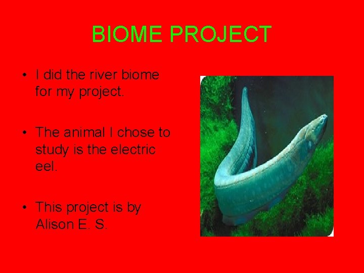 BIOME PROJECT • I did the river biome for my project. • The animal