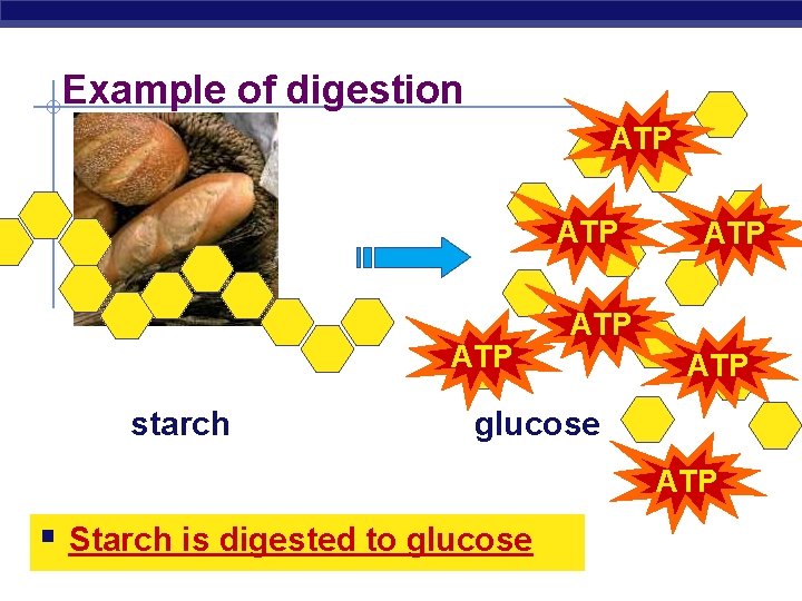 Example of digestion ATP ATP starch ATP ATP glucose ATP § Starch is digested