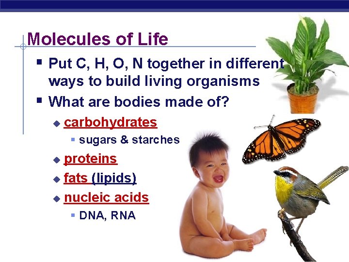 Molecules of Life § Put C, H, O, N together in different § ways