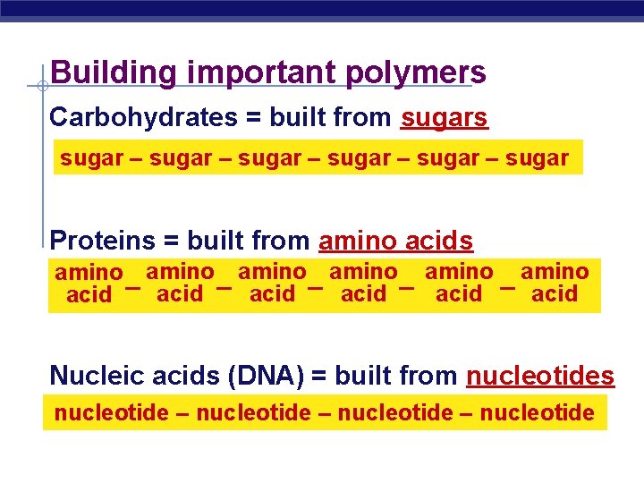 Building important polymers Carbohydrates = built from sugars sugar – sugar – sugar Proteins