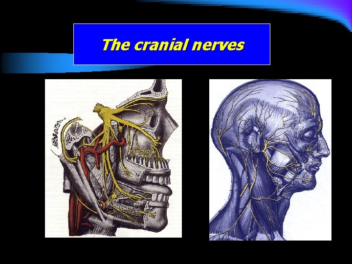 The cranial nerves 
