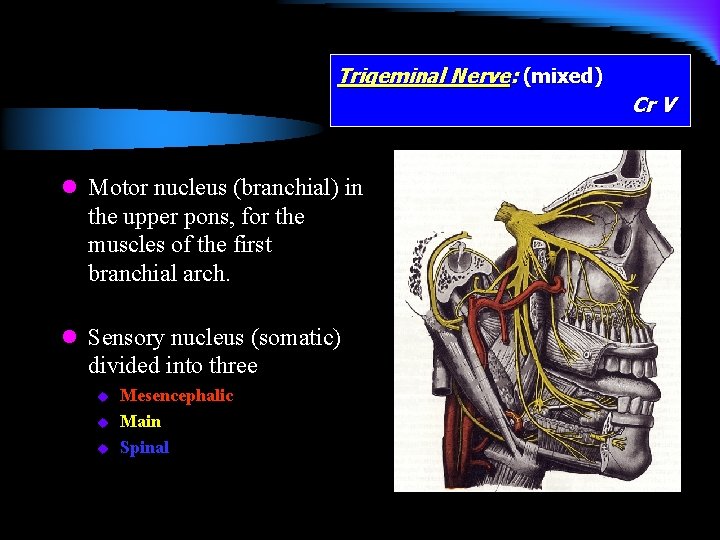 Trigeminal Nerve: (mixed) Cr V l Motor nucleus (branchial) in the upper pons, for