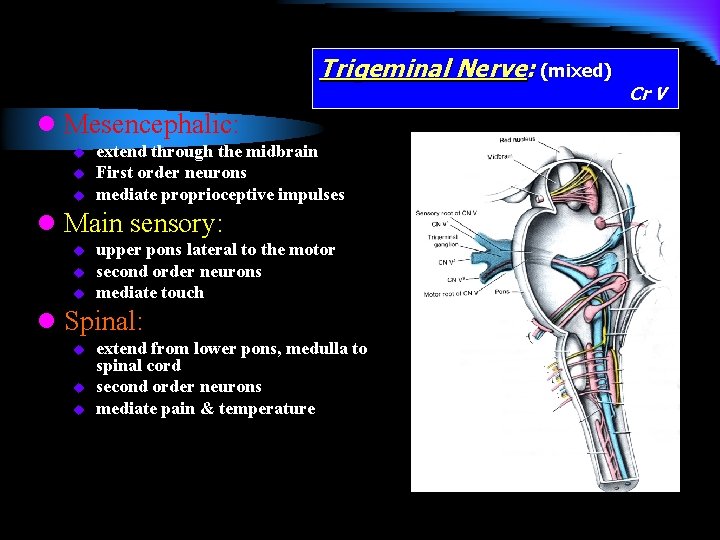 Trigeminal Nerve: (mixed) l Mesencephalic: u u u extend through the midbrain First order