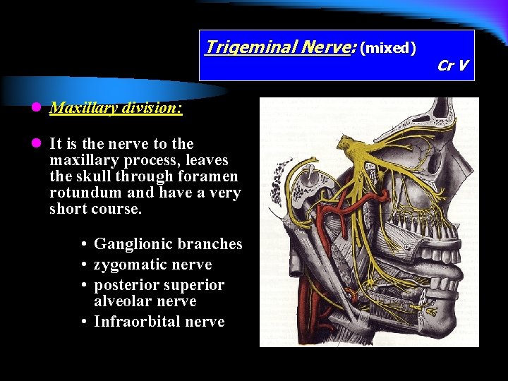 Trigeminal Nerve: (mixed) l Maxillary division: l It is the nerve to the maxillary